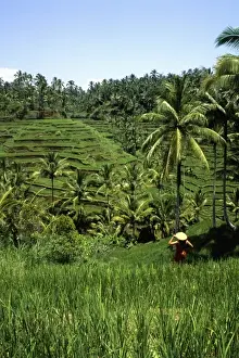 Beautiful green layered traditional rice fields with woman with straw hat graphic