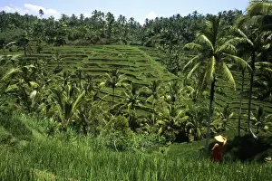 Terraced Prints: Beautiful green layered traditional rice fields with woman with straw hat graphic