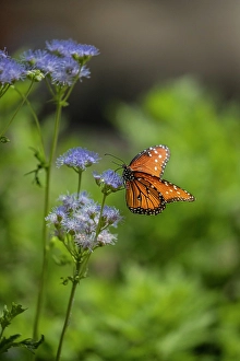 Invertebrate Prints: A beautiful monarch butterfly searches for nectar on mist flower