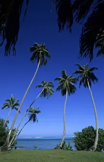 Restful Prints: Beautiful palm trees as scenic on water in Tahiti in French Polynesia in the South