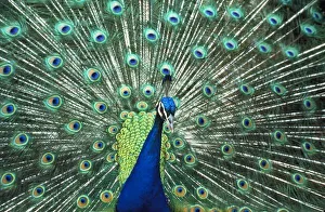 Beautiful peacock spreading colorful feathers