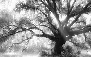 Beautiful Southern Live Oak tree, Quercus virginiana, Central Florida