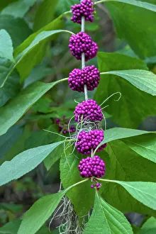 Berry Prints: Beautyberry bush detail