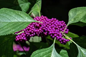 Berry Prints: Beautyberry bush detail, Florida
