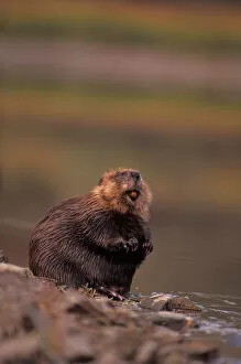 beaver, Castor canadensis, cleans itself along the bank of a kettle pond in the interior
