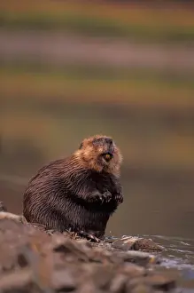 Preening Prints: beaver, Castor canadensis, cleans itself along the bank of a kettle pond in the interior