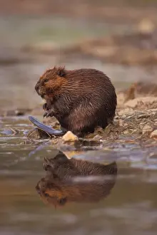 Preening Prints: beaver, Castor canadensis, cleans itself along the banks of a kettle pond in