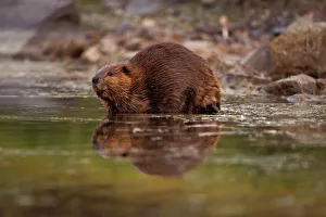 Semi Aquatic Prints: beaver, Castor canadensis, goes for a swim in a kettle pond, Denali National Park