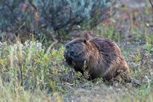 Rodent Prints: Beaver Foraging in Autumn