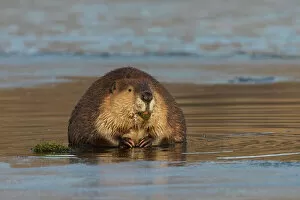 Animals Gallery: Beaver, foraging in early winter