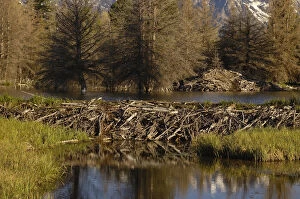 Beaver home (Castor canadensis) a stick-and-mud dam across a stream with a large