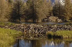 Alder Prints: Beaver home (Castor canadensis) a stick-and-mud dam across a stream with a large