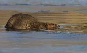 Pathway Prints: Beaver, late autumn ice pathway