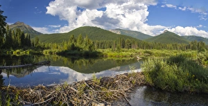 Beaver pond along the Flathead River near Fernie, British Columbia, Canada
