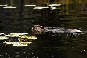 Images Dated 6th September 2005: Beaver swimming in pond, Denali National Park, AK