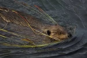 Beaver swims with grasses, Denali Reflecting Pond, Denali National Park, AK
