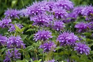 Images Dated 11th July 2007: Bee balm aka Horsemint and Wild Bergamont