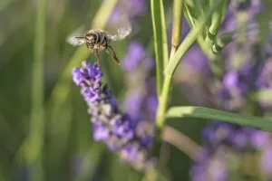 Pollen Prints: Bee gathering pollen on lavender blooms in Valensole Plain, Provence, Southern France