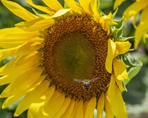 Sunflower Prints: Bee heading toward large sunflower to load up with pollen