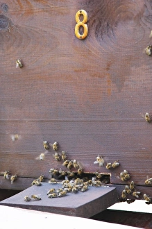 Images Dated 9th July 2006: A bee hive beehive in the garden. Durovic Jovo Winery, Dupilo village, wine region