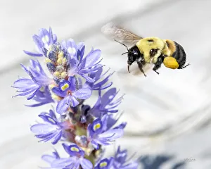 Pollen Prints: Bee hovering over a pickerelweed looking for pollen