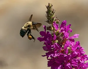 Pollen Prints: Bee preparing to collect pollen