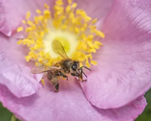Images Dated 18th March 2022: Bee seeking pollen