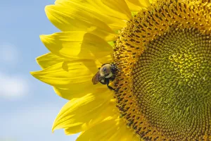 Pollen Prints: Bee starting to work on giant sunflower