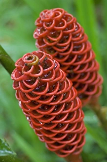 Sarapiqui Prints: Beehive Ginger, (Zingiber spectabile), Sarapiqui, Costa Rica (Native to Asia)