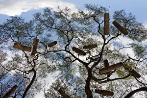 Snnp Prints: Beehives on acacia tree, Arba Minch, Southern Nations, Nationalities, and Peoples Region
