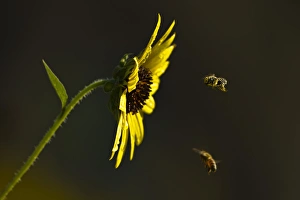 Hidalgo County Prints: Bees landing on Sunflower, north Texas