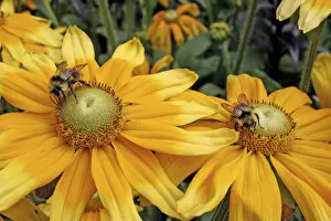 Bees on yellow flowers Butchart Gardens Victoria British Columbia Canada
