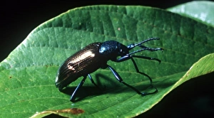 Russell Gordon Prints: Beetle, Argentina