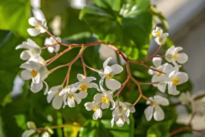 Images Dated 22nd January 2021: Begonia