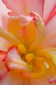 Begonia close-up pattern