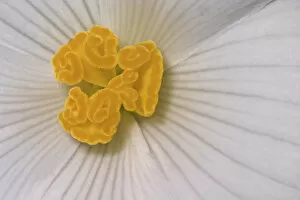 Begonia Flower, Begonia spp