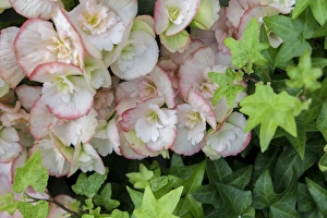 Two Tone Prints: Begonia and ivy, USA
