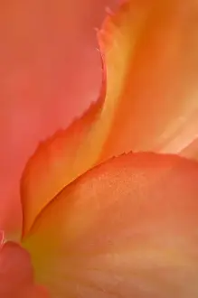 Nancy Rotenberg Prints: Begonia Petal Close-up. Credit as: Nancy Rotenberg / Jaynes Gallery / DanitaDelimont