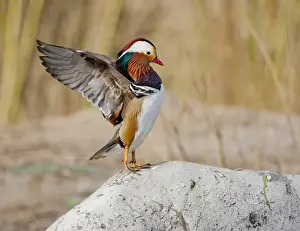 Mandarin Prints: Beijing, China; Male Mandarin Duck flapping and drying wings on a rock