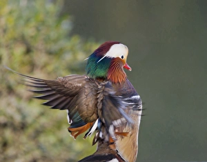 Mandarin Prints: Beijing China, Male Mandarin Duck flapping wings
