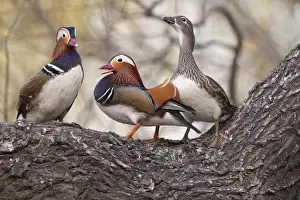 Aggression Prints: Beijing, China, Two males vying for a female Mandarin duck during breeding season