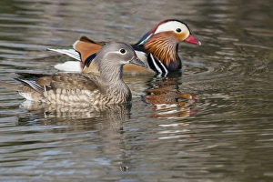 Mating Prints: Beijing, China, Mating pair of Mandarin ducks on lake