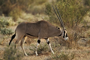 Images Dated 7th September 2011: Beisa Oryx, Samburu National Game Reserve, Kenya; Africa