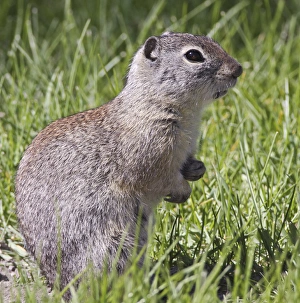 Oasis Prints: A Beldings ground squirrel on alert at Malheur National Wildlife Refuge, Oregon