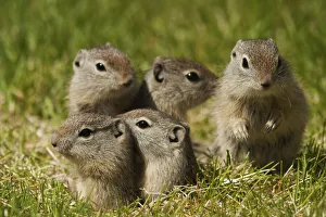 Burrow Prints: Beldings ground squirrel family peeking out of burrow
