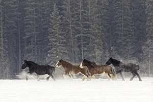 Images Dated 31st January 2016: Belgian Horse roundup in winter, Kalispell, Montana. Equus ferus caballus