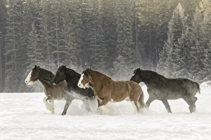 Belgian Horse roundup in winter, Kalispell, Montana. Equus ferus caballus