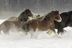 Images Dated 31st January 2016: Belgian Horse roundup in winter, Kalispell, Montana. Equus ferus caballus