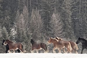Belgium Prints: Belgian Horse roundup in winter, Kalispell, Montana. Equus ferus caballus
