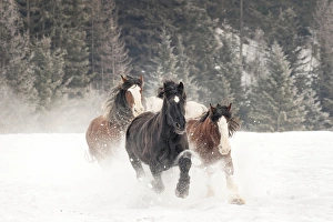 Images Dated 9th February 2016: Belgian Horse roundup in winter, Kalispell, Montana. Equus ferus caballus
